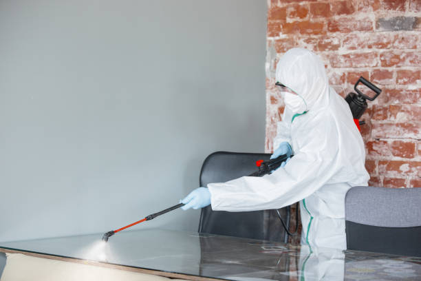 Best Basement Mold Removal  in Portage, IN